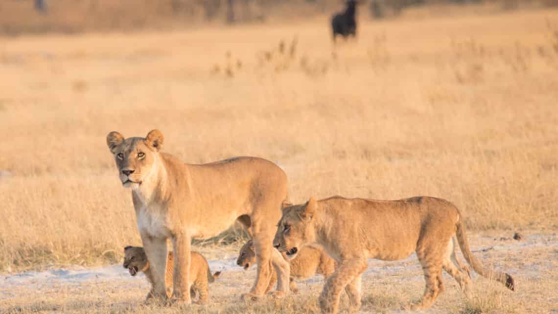  Moremi Crossing Camp, Okavango Delta Botswana