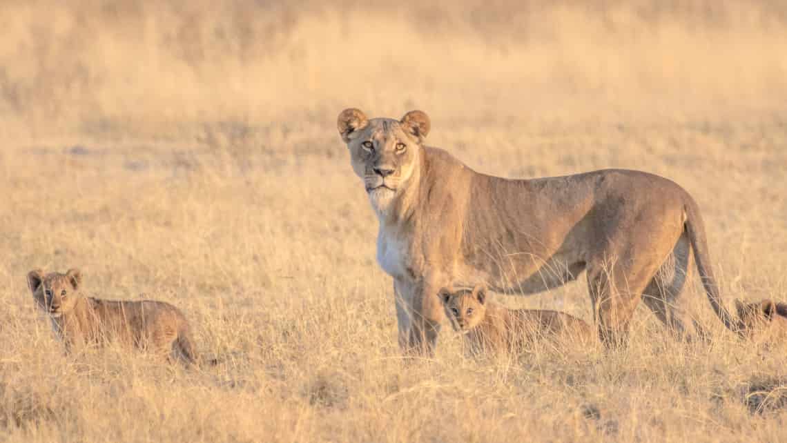  Moremi Crossing Camp, Okavango Delta Botswana