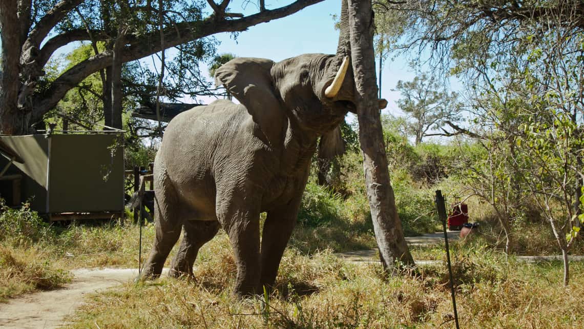 Oddballs Camp, Okavango Delta, Botswana