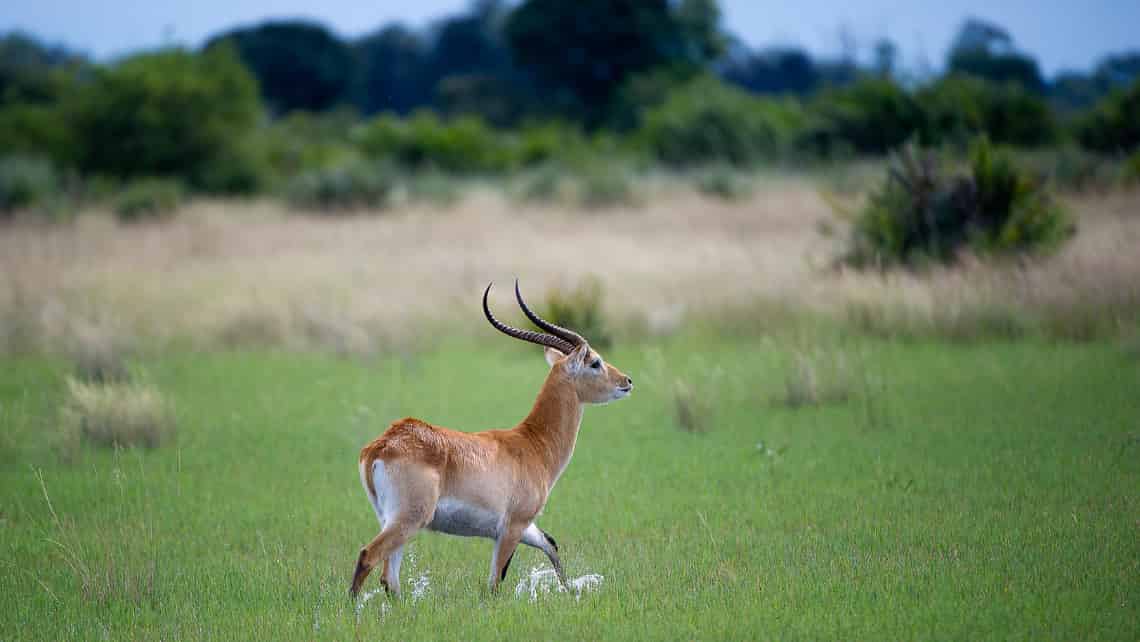 Wilderness Pelo Camp, Okavango Delta Botswana