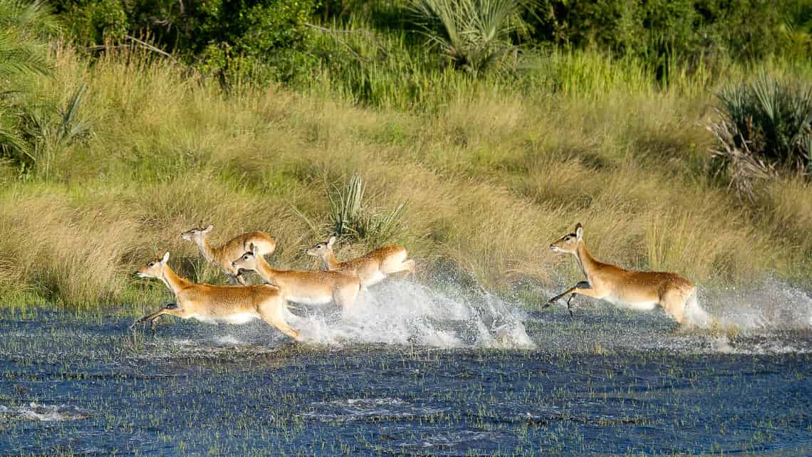 Wilderness Pelo Camp, Okavango Delta Botswana