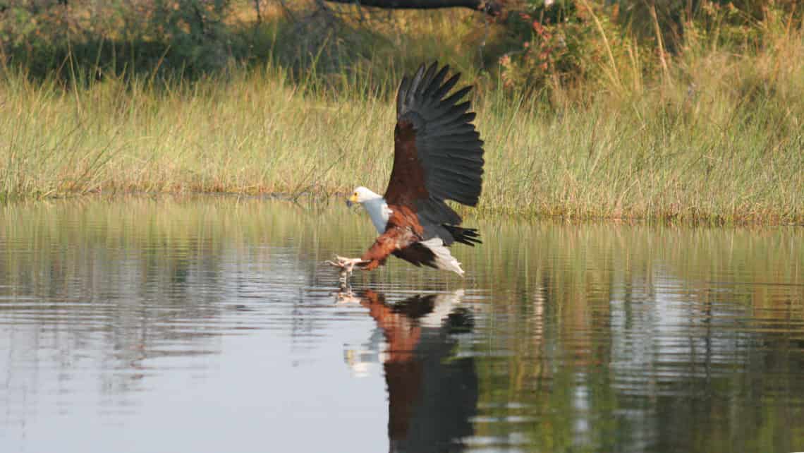  Pom Pom Camp, Okavango Delta Botswana