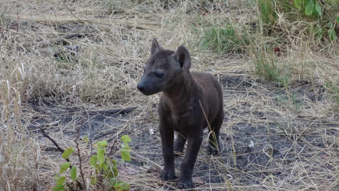  Pom Pom Camp, Okavango Delta Botswana