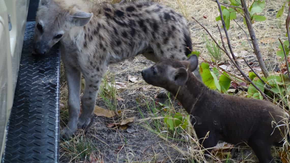  Pom Pom Camp, Okavango Delta Botswana