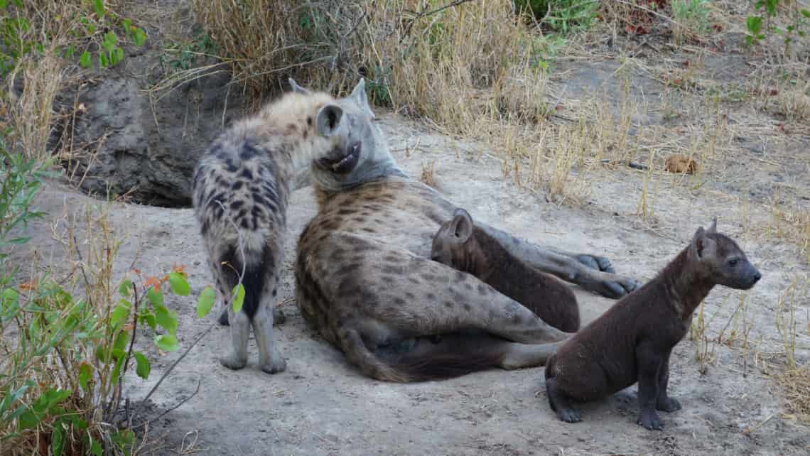  Pom Pom Camp, Okavango Delta Botswana