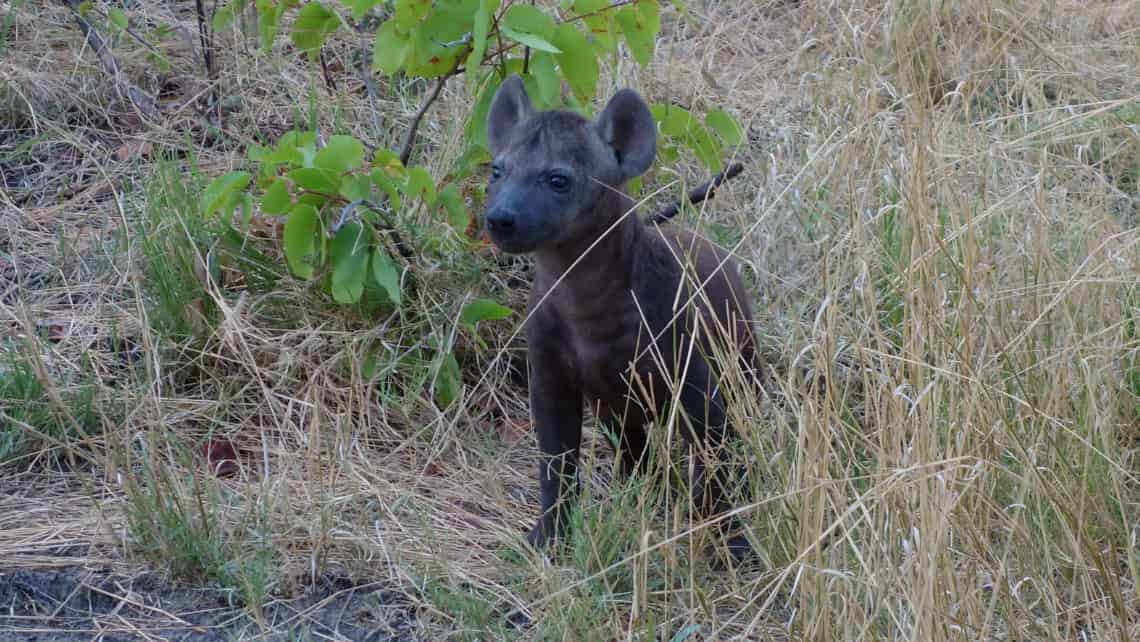  Pom Pom Camp, Okavango Delta Botswana