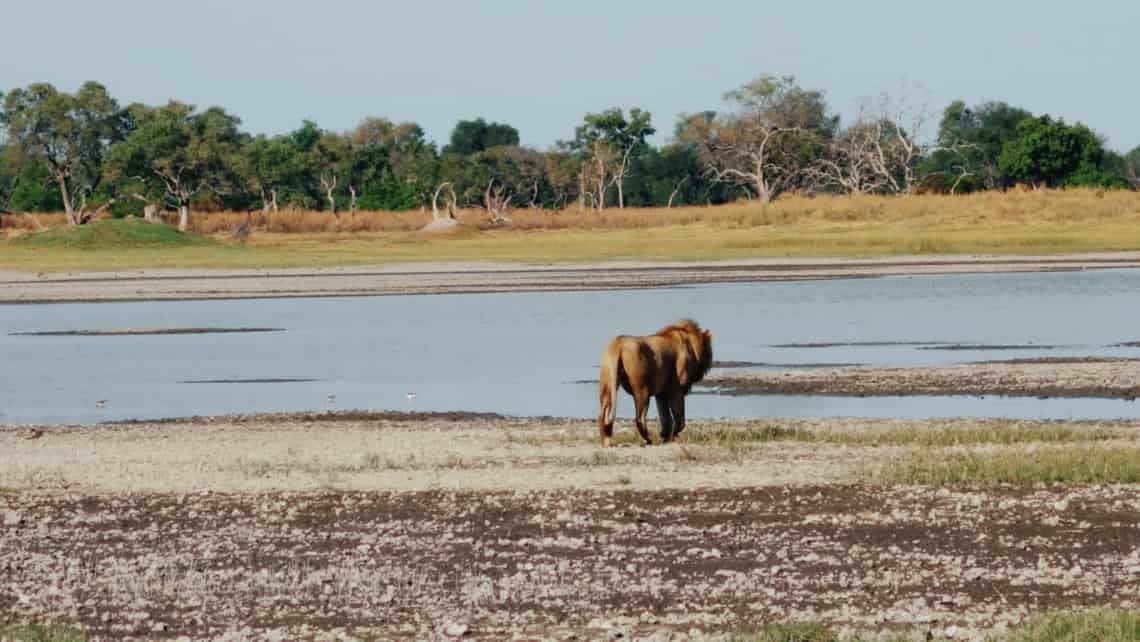  Pom Pom Camp, Okavango Delta Botswana