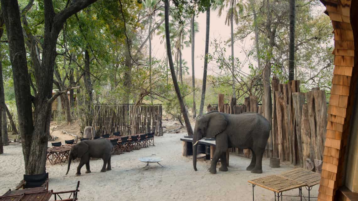 Elefanten zu Bescuh in der Sandibe Safari Lodge