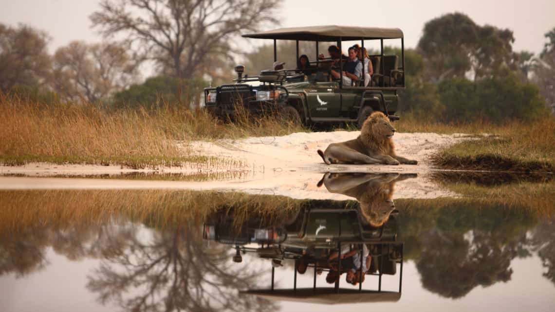Löwe in der Lagune vor dem Safari Fahrzeug Sandibe Safari Lodge