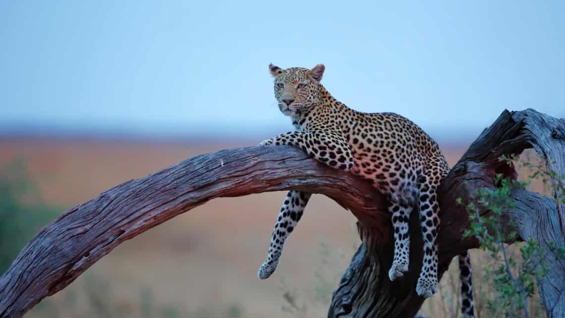 Belmond Savute Elephant Lodge, Savuti, Chobe Nationalpark