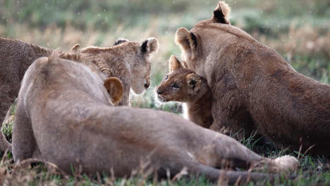 Belmond Savute Elephant Lodge, Savuti, Chobe Nationalpark