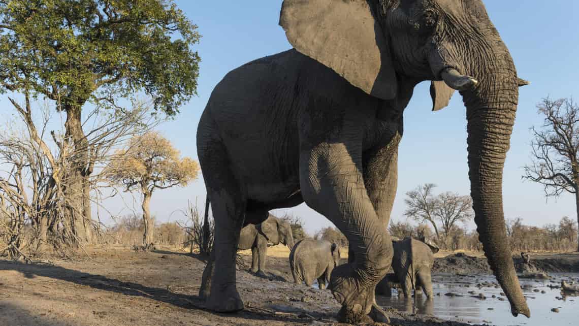 Wilderness Savuti Camp, Savuti, Chobe Nationalpark