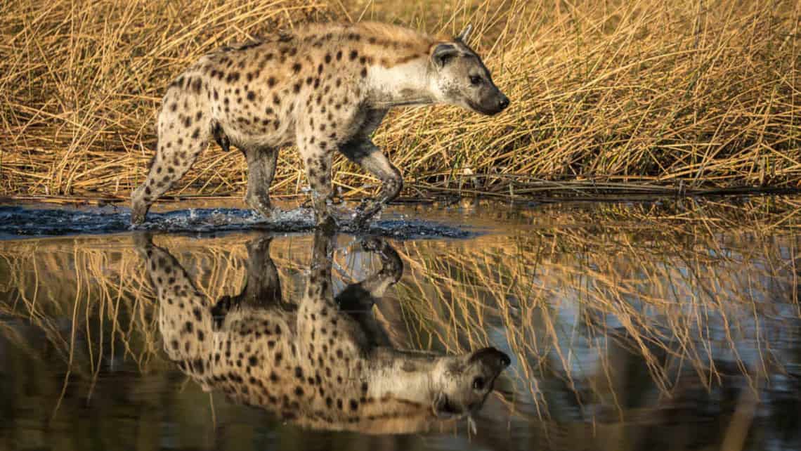 Wilderness Savuti Camp, Savuti, Chobe Nationalpark