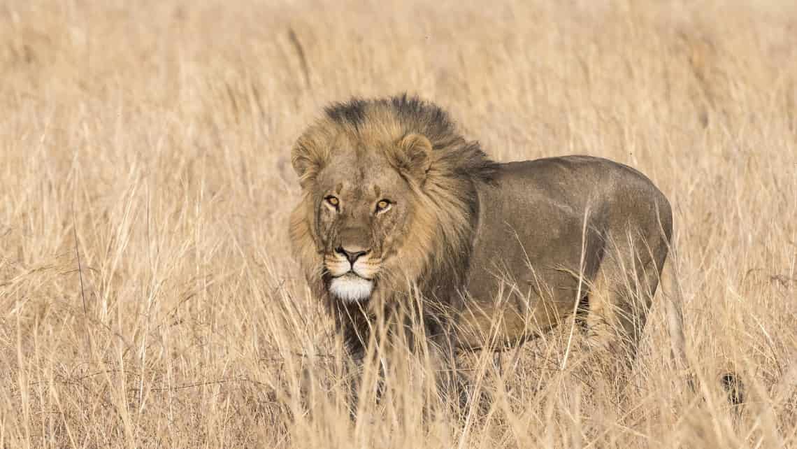 Wilderness Savuti Camp, Savuti, Chobe Nationalpark