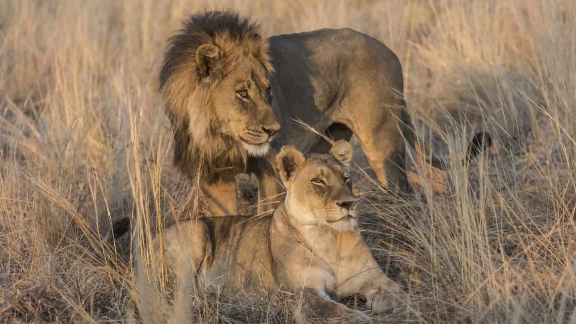 Wilderness Savuti Camp, Savuti, Chobe Nationalpark