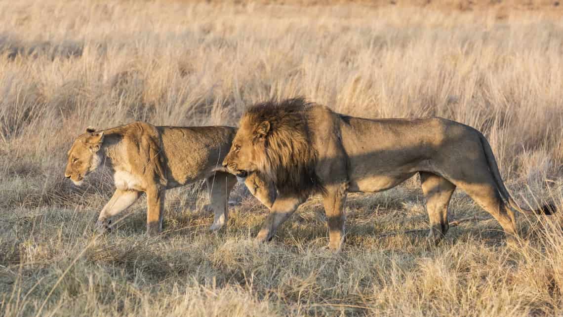 Wilderness Savuti Camp, Savuti, Chobe Nationalpark