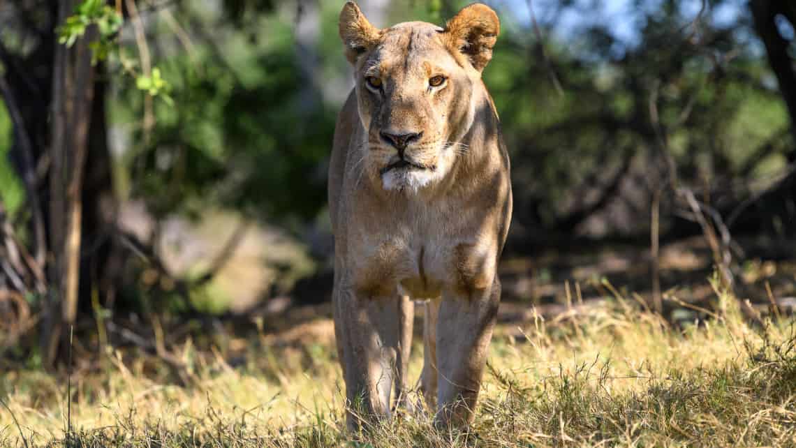 Wilderness Savuti Camp, Savuti, Chobe Nationalpark