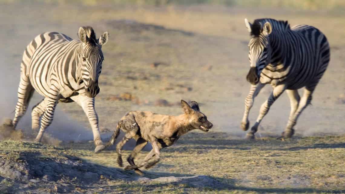 Wilderness Savuti Camp, Savuti, Chobe Nationalpark