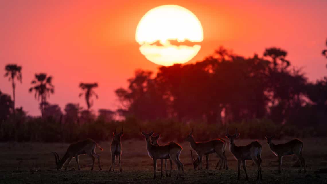 Wilderness Seba Camp, Okavango Delta Botswana