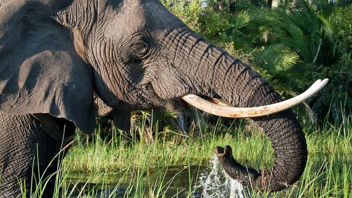 Wilderness Seba Camp, Okavango Delta Botswana