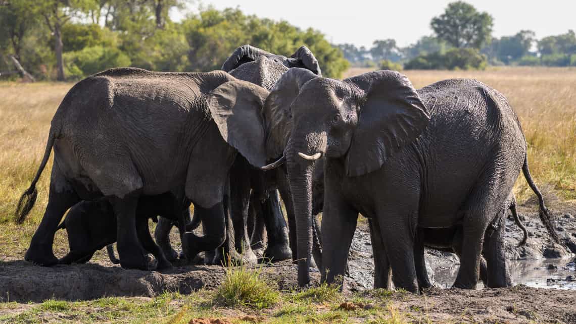 Wilderness Seba Camp, Okavango Delta Botswana