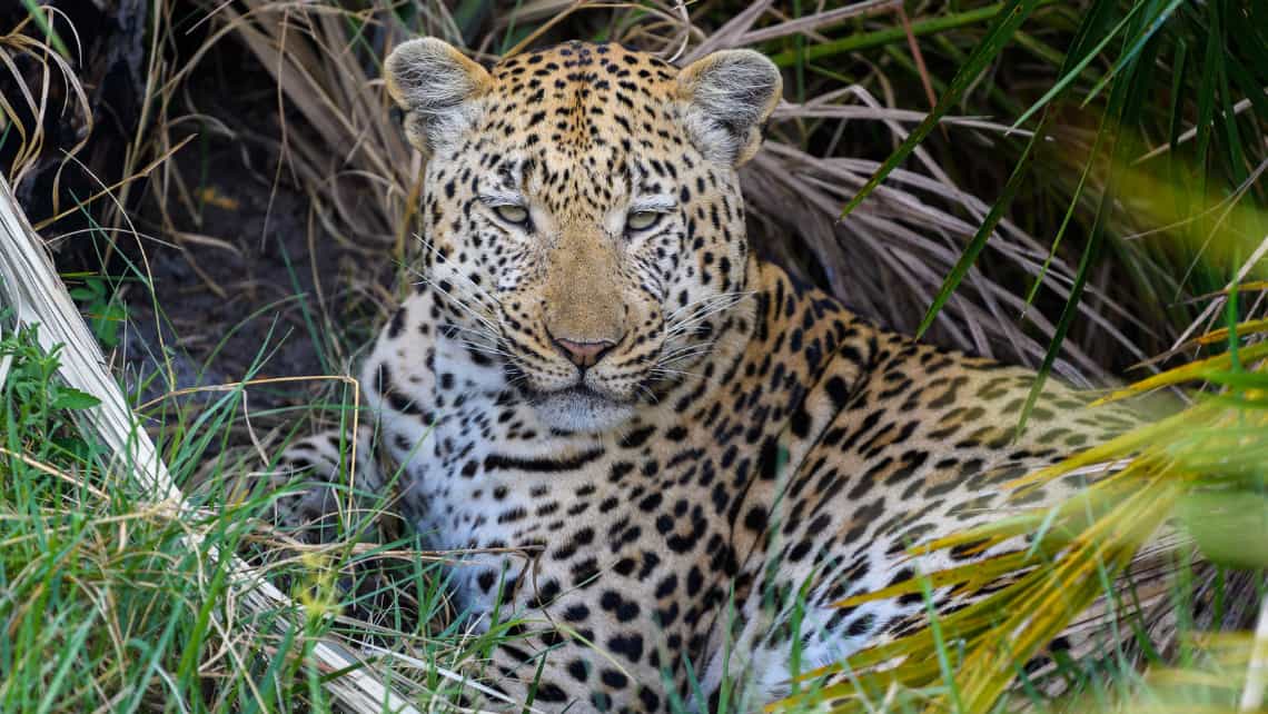 Wilderness Seba Camp, Okavango Delta Botswana