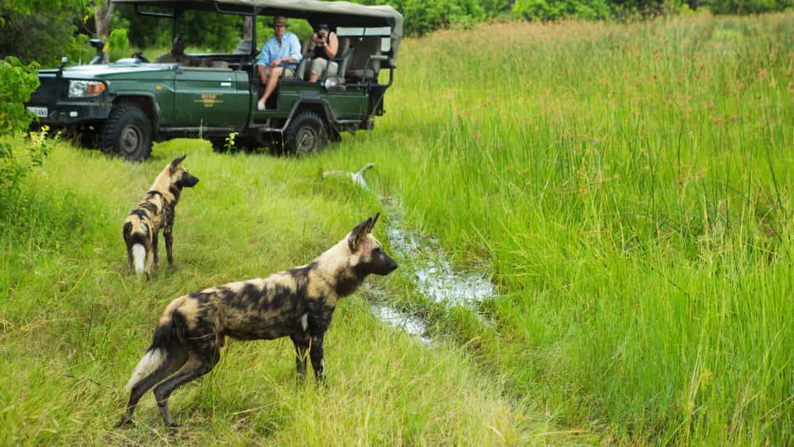 Nilpferd, Hippo Zarafa Camp, Linyanti Selinde REserve