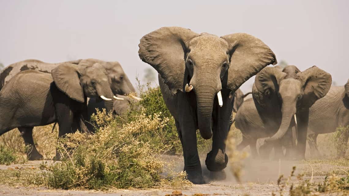 Elefanten Angriff im Selinda Reserve Zarafa Camp, Linyanti