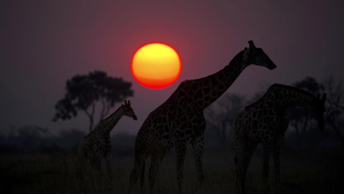 Giraffen bei Sonnenuntergang im Selinda Reserve Zarafa Camp, Linyanti