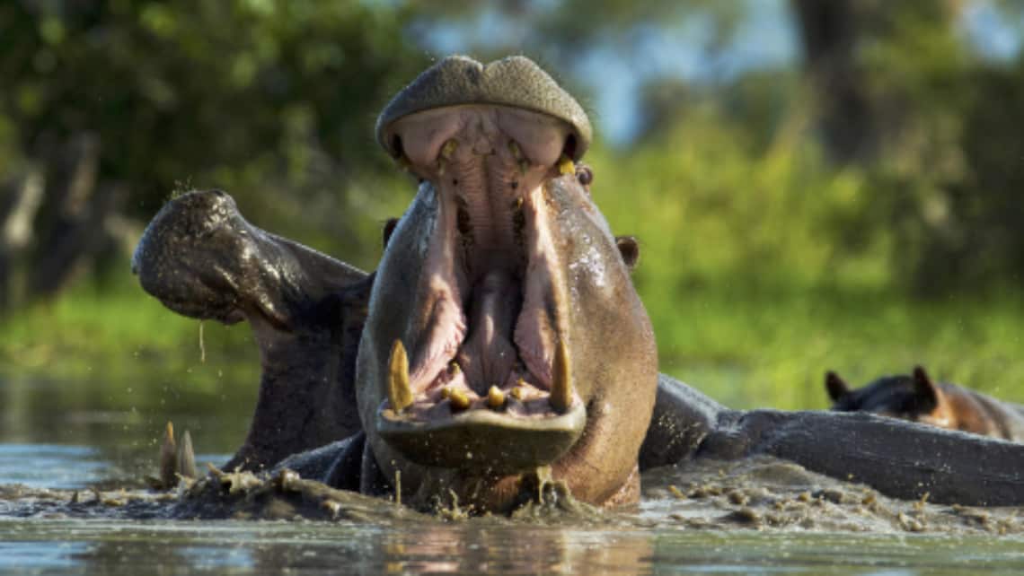 Nilpferd, Hippo Zarafa Camp, Linyanti Selinde REserve