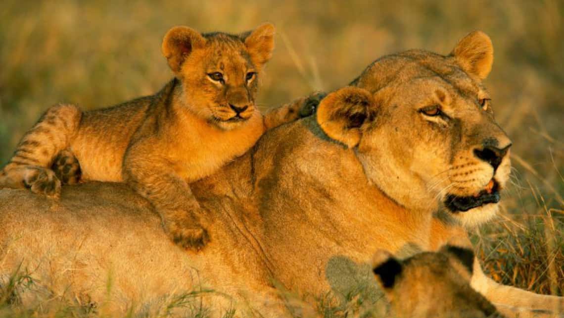 Löwen Mutter mit Löwen Baby im Selinda Reserve in der Nähe des Zarafa Camp, Linyanti