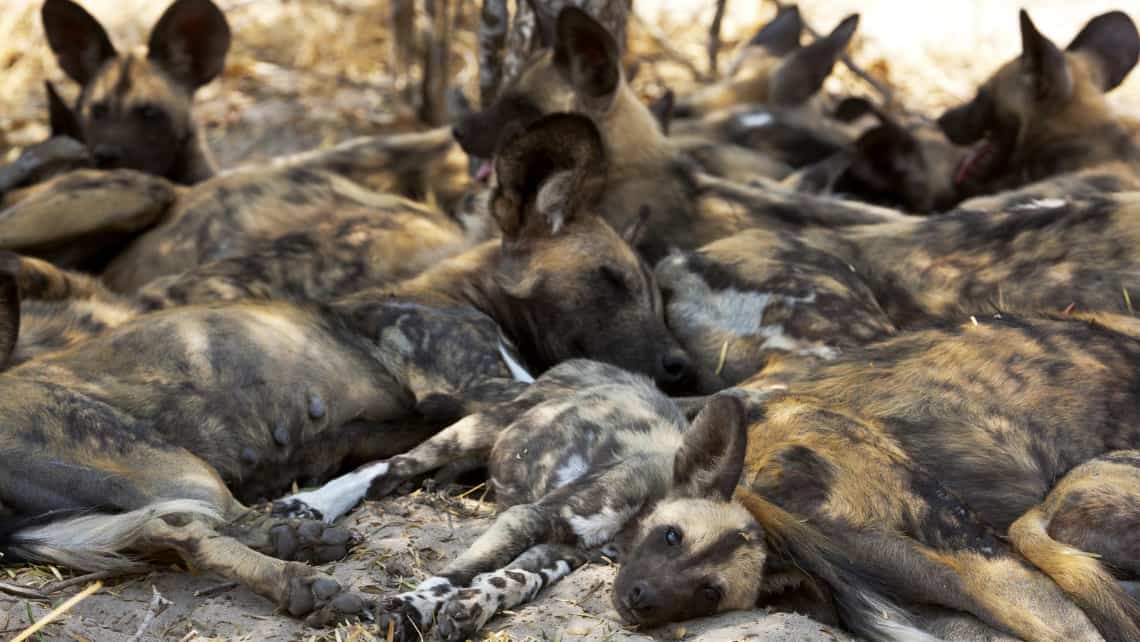 Wild Dogs, Wildhunde im Selinda Reserve Zarafa Camp, Linyanti