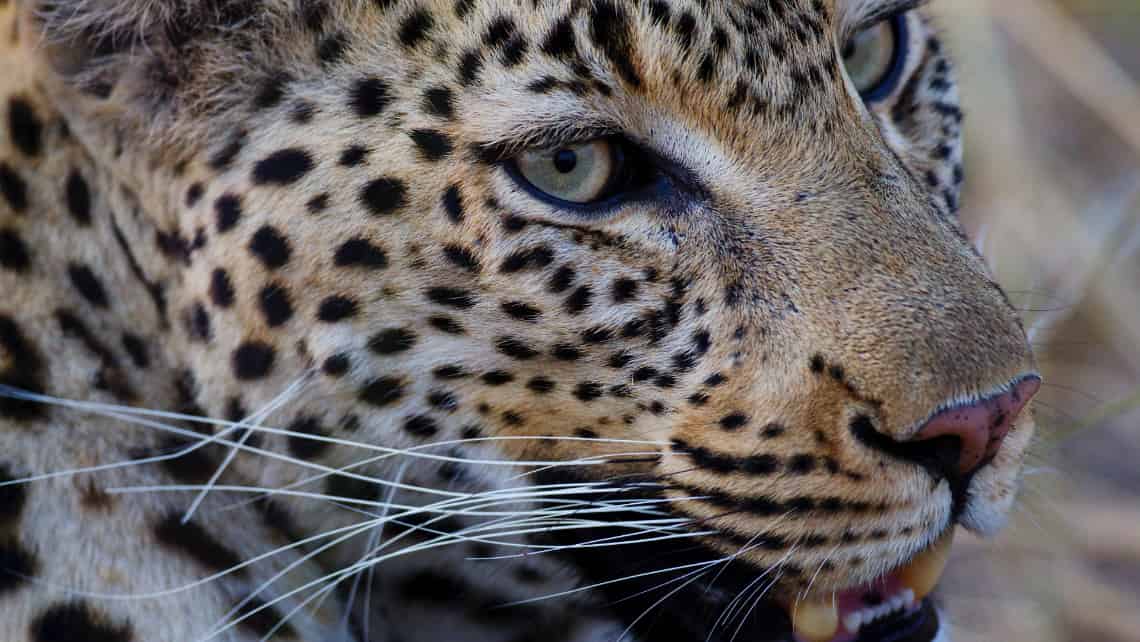 Shinde Camp, Okavango Delta, Botswana