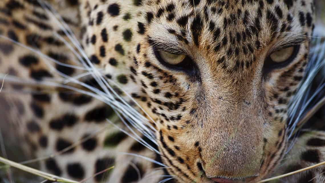 Shinde Camp, Okavango Delta, Botswana