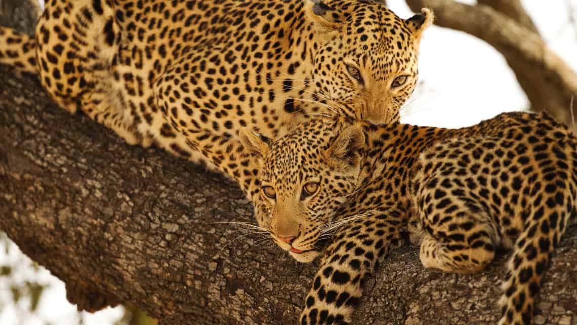 Shinde Camp, Okavango Delta, Botswana