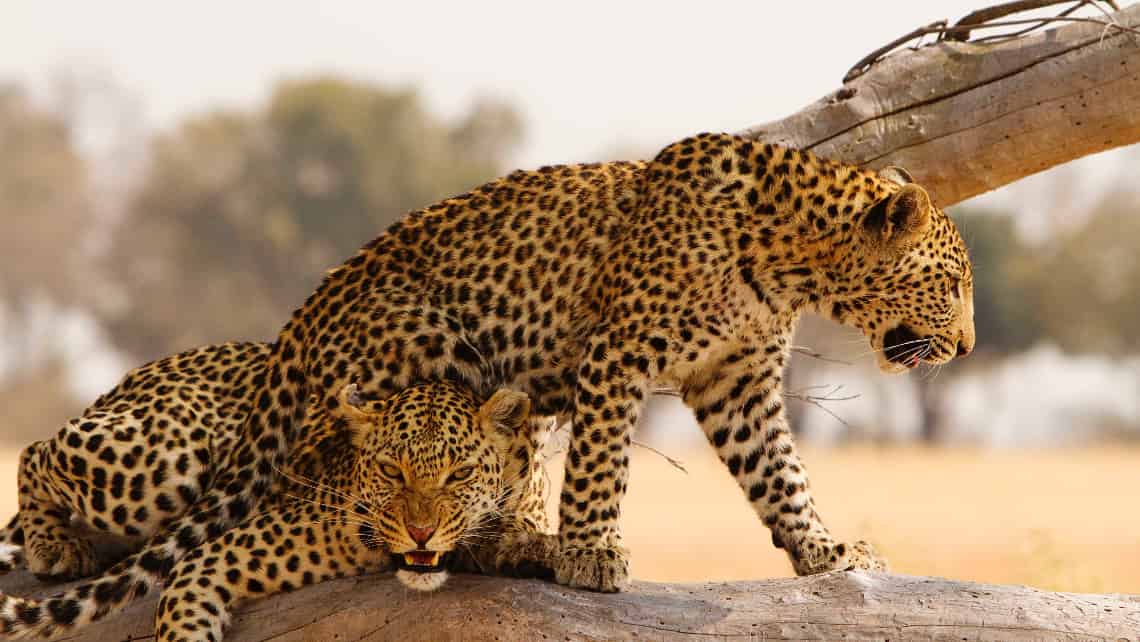 Shinde Camp, Okavango Delta, Botswana