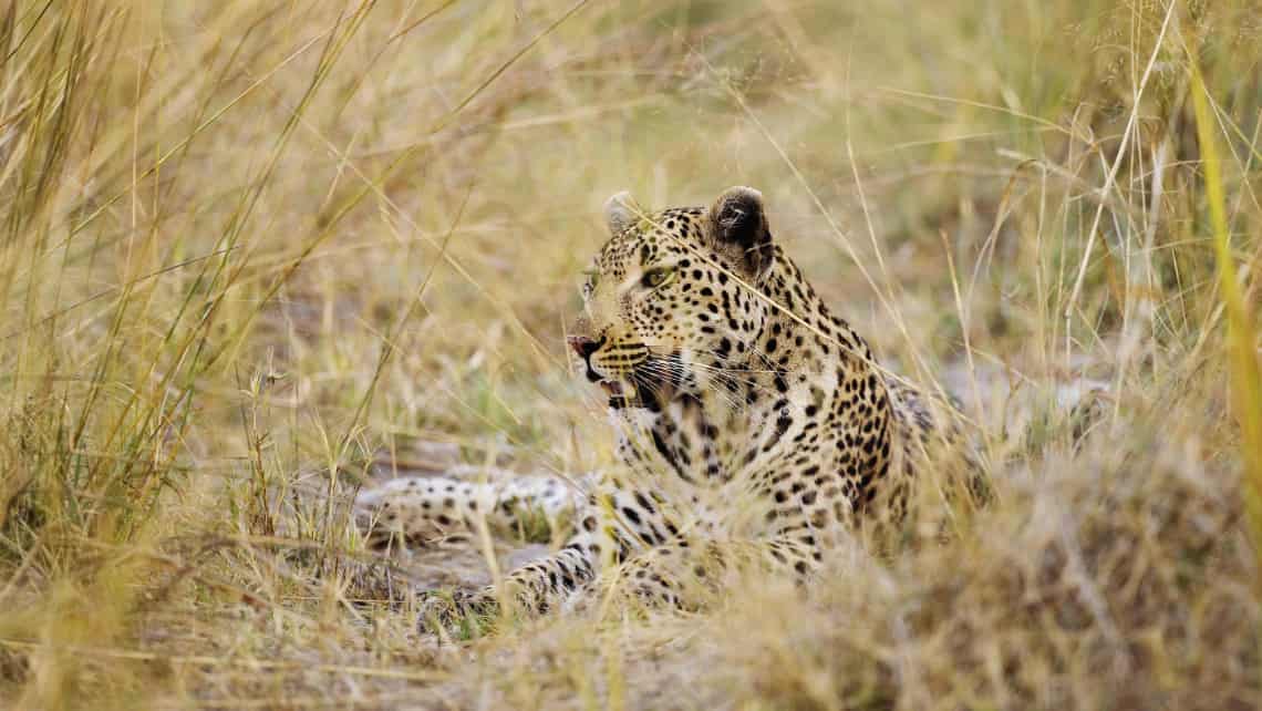 Shinde Camp, Okavango Delta, Botswana