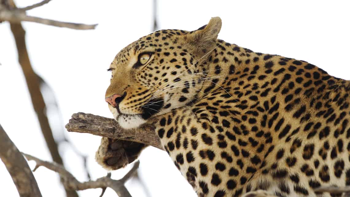 Shinde Camp, Okavango Delta, Botswana