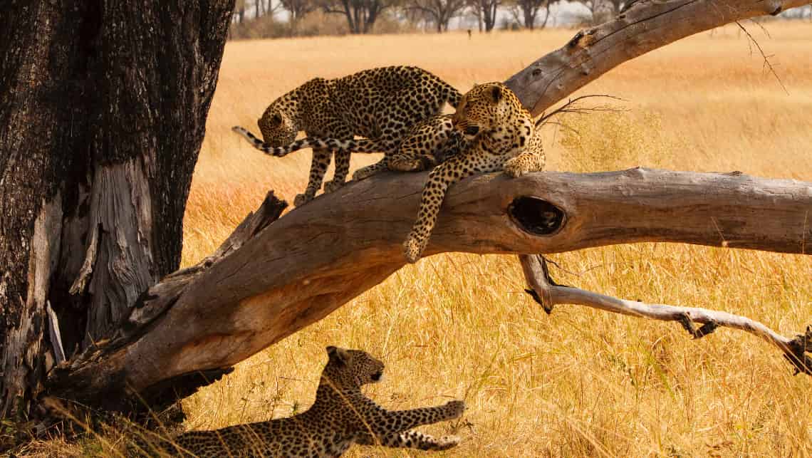 Shinde Camp, Okavango Delta, Botswana