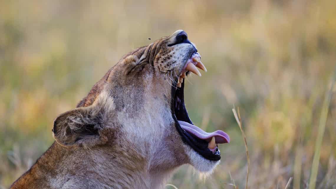 Shinde Camp, Okavango Delta, Botswana