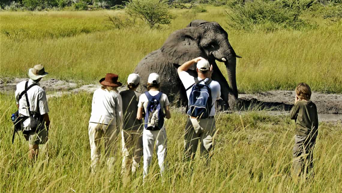 Elefanten Angriff im Selinda Reserve Zarafa Camp, Linyanti