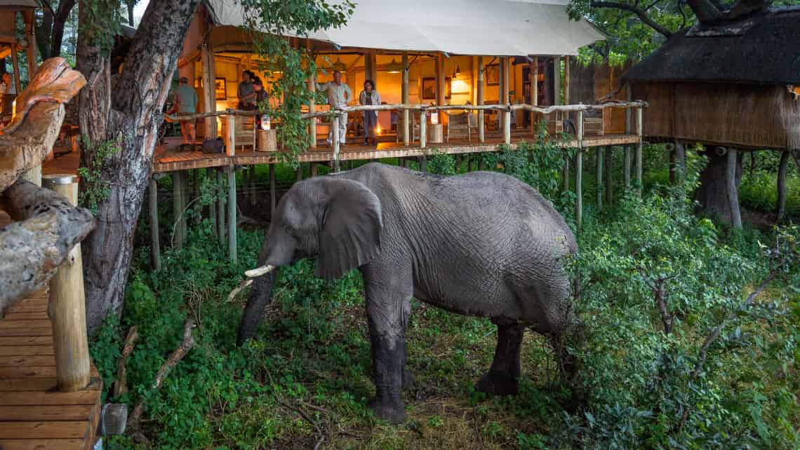  Tubu Tree Camp, Okavango Delta Botswana