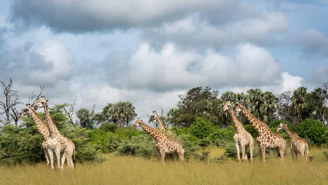  Tubu Tree Camp, Okavango Delta Botswana