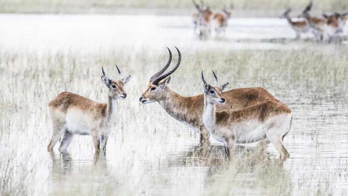 ANtilopen in der Lagune vor dem  Vumbura Plains Camp