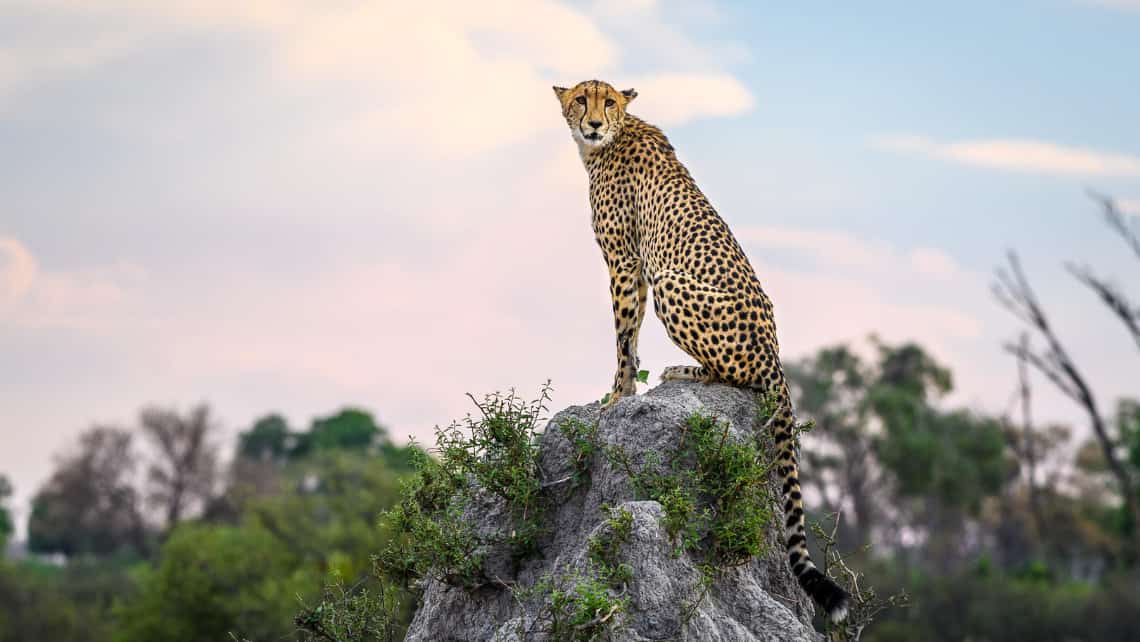 Gepard auf einem Termitenhügel in der Nähe des  Vumbura Plains Camp