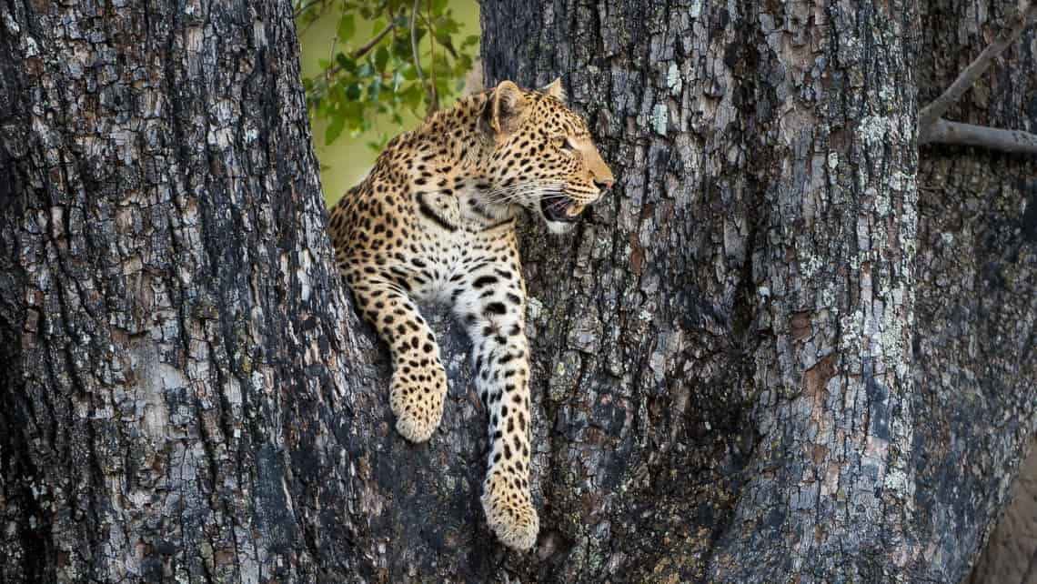 Leopard auf einem Ast