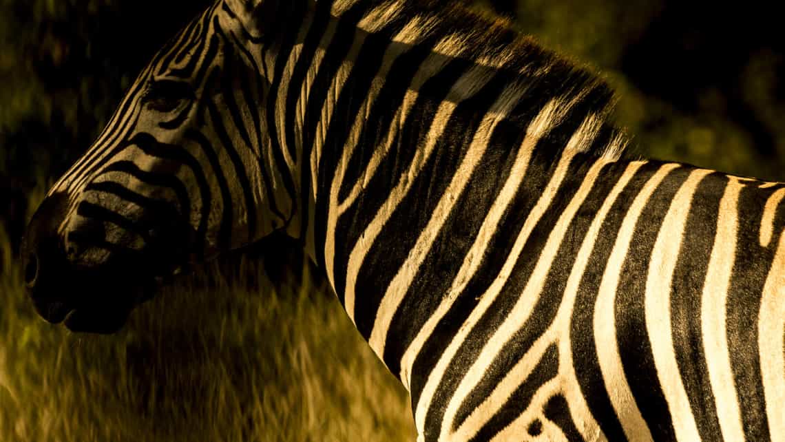 Zebra im Abendlicht  Vumbura Plains Camp 