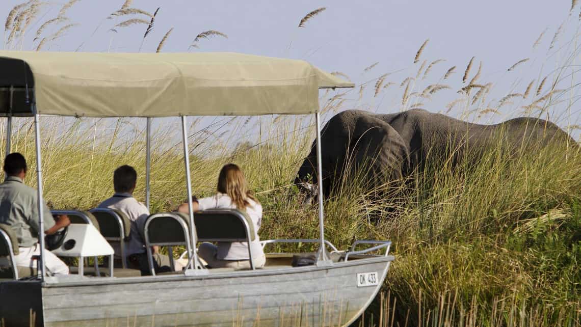 Löwen unter einer Palme und offener Gelndewagen mit Touristen  in der Nähe des Mombo Camp Moremi Game Reserve