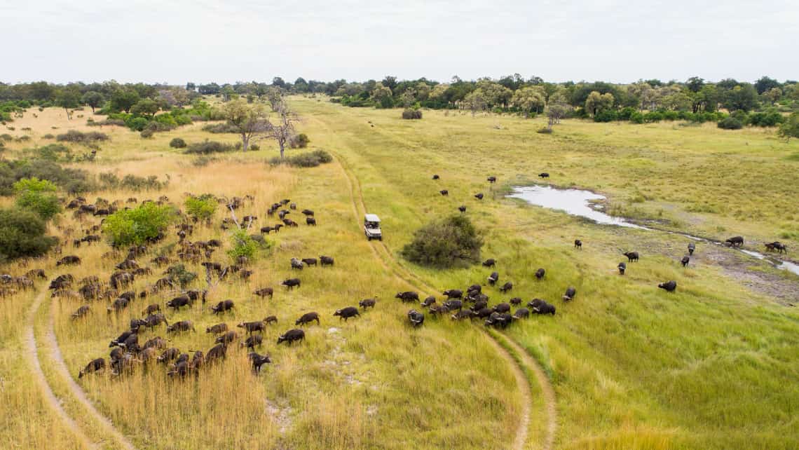 Gepart auf einem Termtenhügel in der Nähe des Mombo Camp Moremi Game Reserve