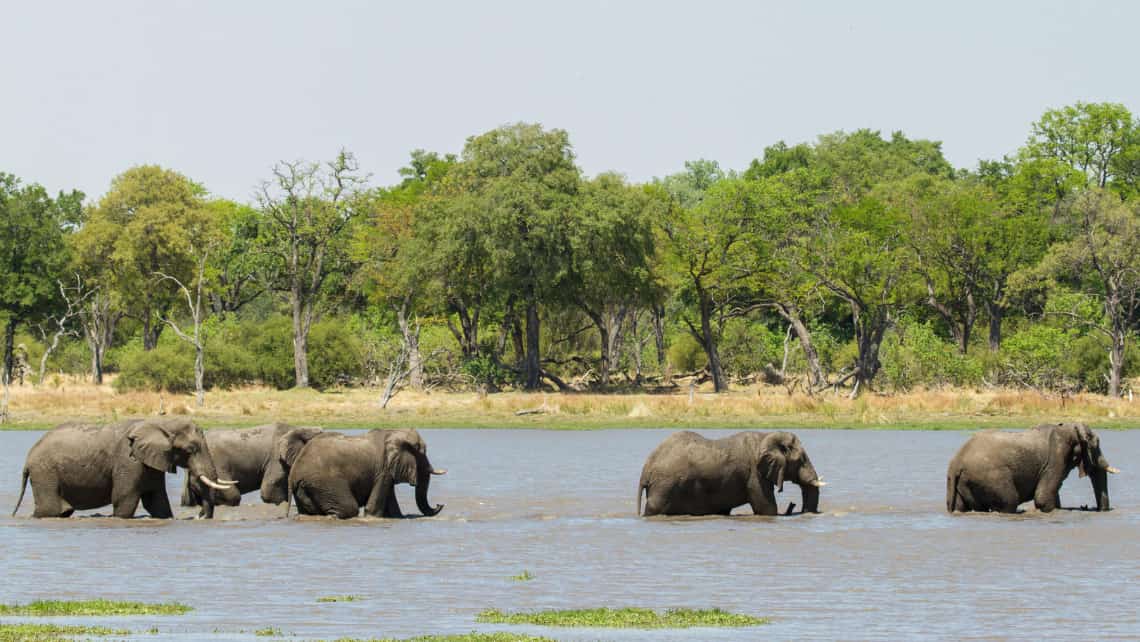 elefenten vo dem Mombo Camp Moremi Game Reserve